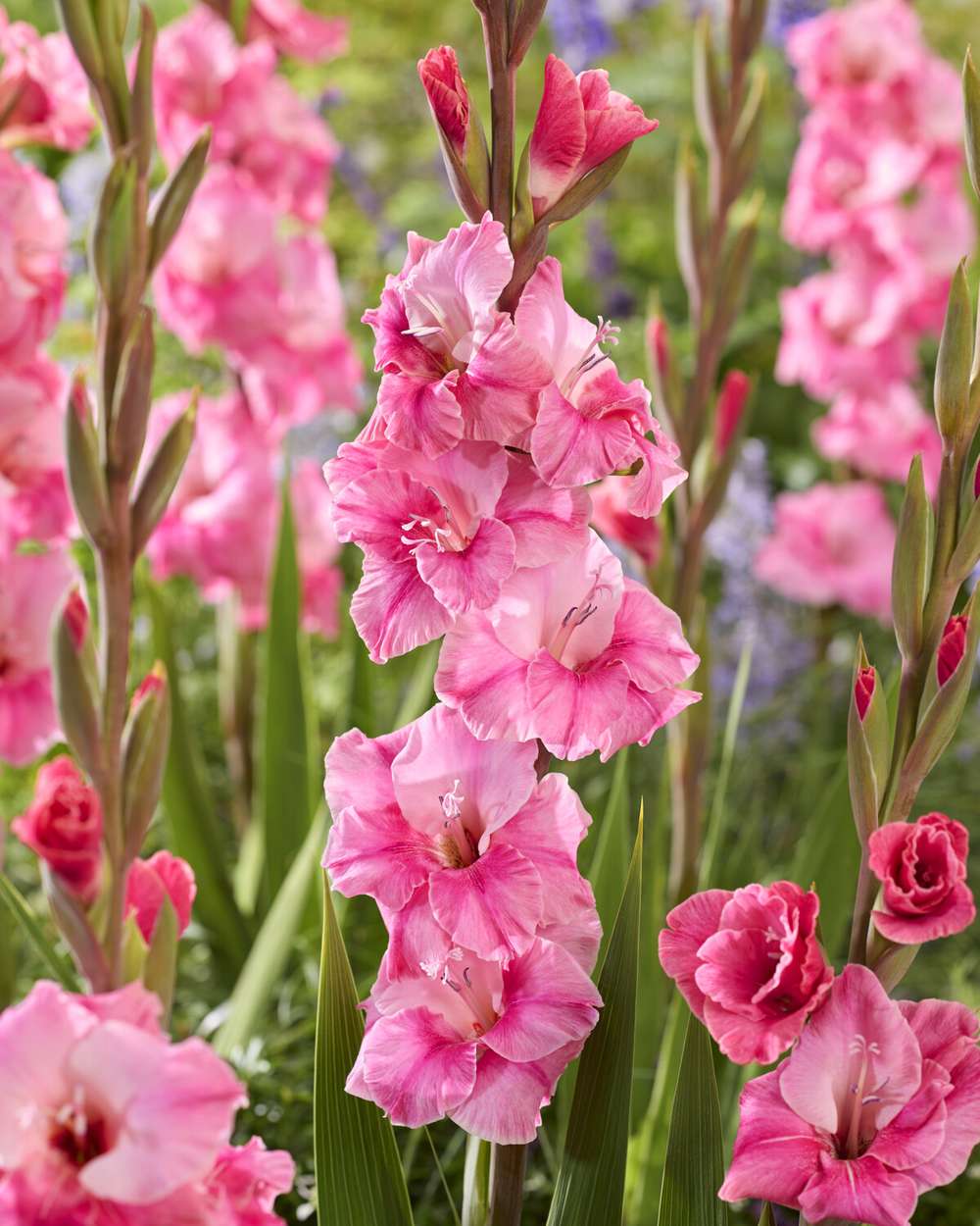Gladiolus 'Pink Event®'